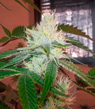 Caramelo Early Version Seeds (Delicious Seeds)
