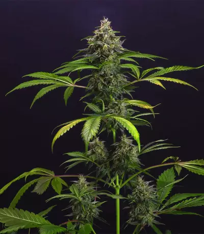 Chem-Bomb Auto Seeds