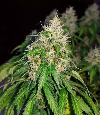 Sementes Feminizadas Auto Critical Orange Punch (Dutch Passion)