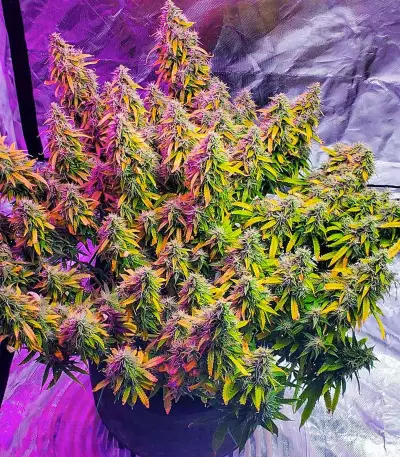 Graines féminisées de Gelato Glue Autoflower (EGS)