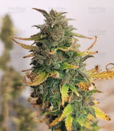 Girl Scout Cookies Autoflower feminized seeds