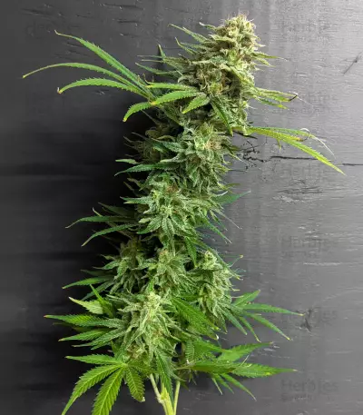 Gorilla SFV OG (Expert Seeds) feminized seeds