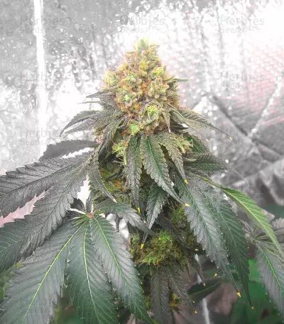 Graines de cannabis Jamaican OG (Cali Connection Seeds)