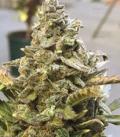 King’s Kush Auto CBD (GHS)