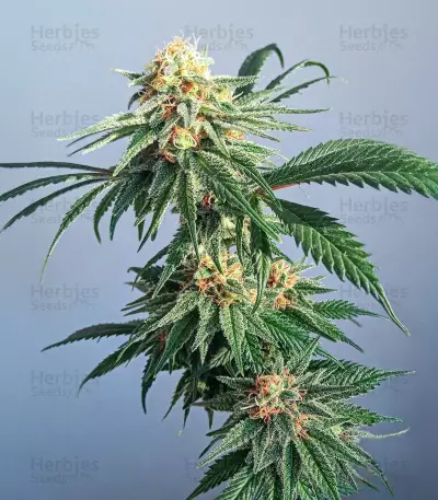 Lemon Haze Fast Version (Herbies Seeds)