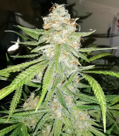 Maple Sherbet Seeds