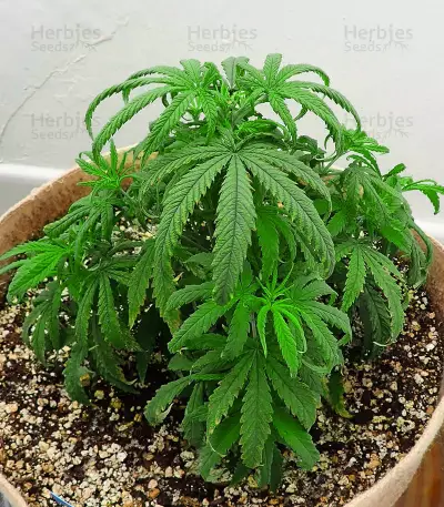 North Thunderfuck Seeds