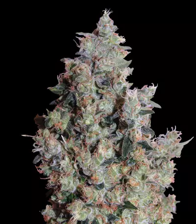 Pounder Seeds