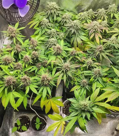 Red Hot Cookies Seeds (Sweet Seeds)