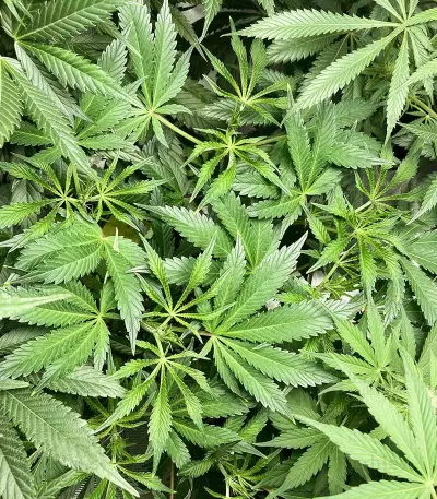 Sage 'n' Sour Seeds