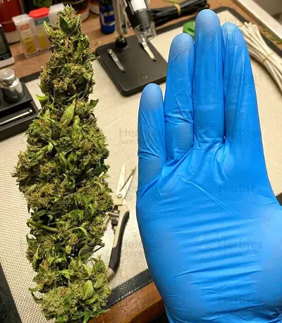 Auto Northern Lights XXL (00 Seeds)