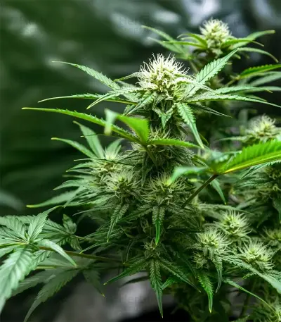 Blueberry Auto feminized seeds
