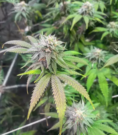 Sementes Feminizadas Blueberry Hill (Herbies Seeds)