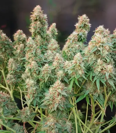 Bruce Banner #3 Auto Seeds