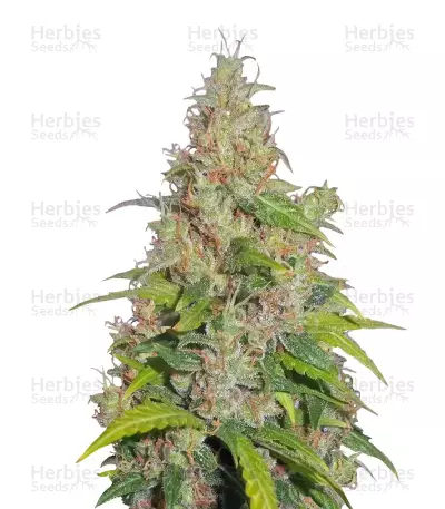 Graines de cannabis Caramel Ice (Positronics Seeds)