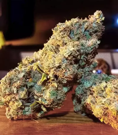 Chocolate Skunk Seeds
