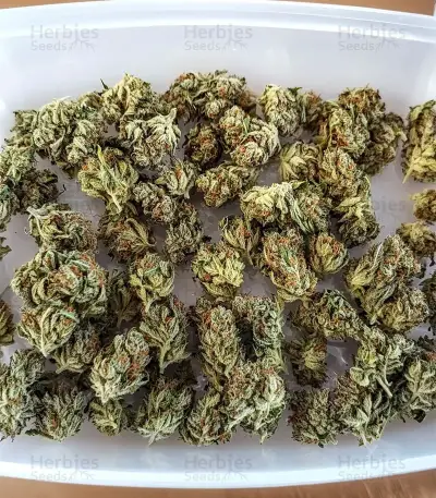 Critical Purple Auto Seeds