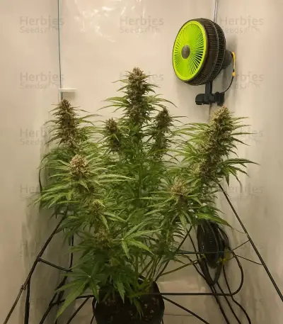 Gelato Fast Seeds