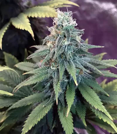 GG#4 Original Glue Seeds (Original Sensible Seeds)
