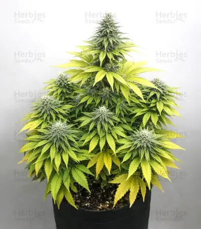 GH Cheese Seeds