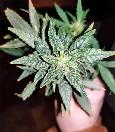 Gorilla Auto (GG#4 Original Glue Auto) (Expert Seeds)