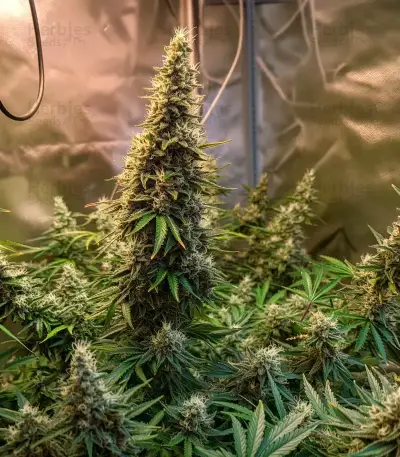 Gorilla Glue Seeds