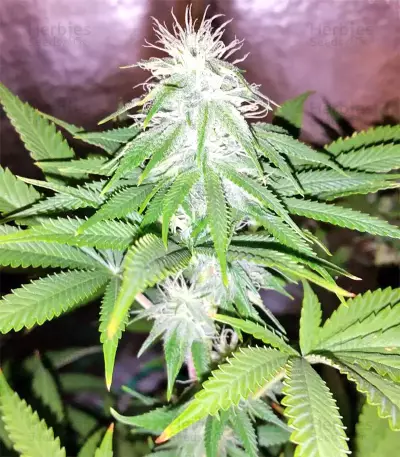 Graines de cannabis Z Gorilla (Original Sensible Seeds)