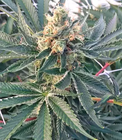 Hash Heaven Seeds