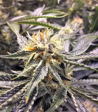 Larry OG Kush Seeds