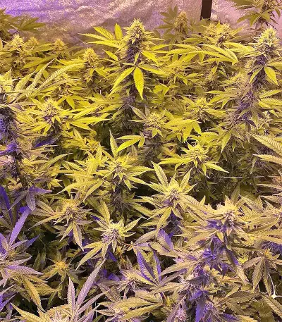 Larry OG Kush Seeds