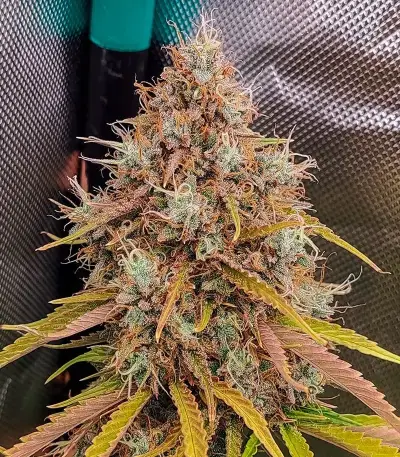 Mandarin Thuggee Auto Seeds (AlphaFem Seeds)