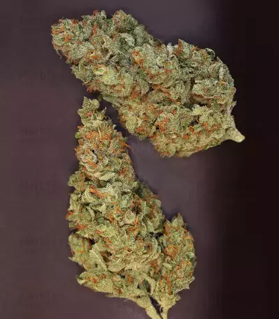 Midas regular seeds
