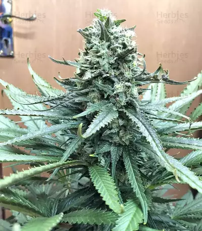 Mozzarella (G13 Labs)