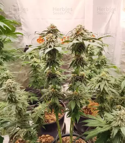 Semillas Feminizadas Sangria Poison Autoflower (Seedkeepers)