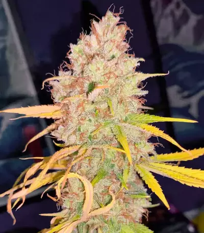 Strawberry Cake Seeds