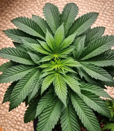 Strawberry Lemonade Seeds