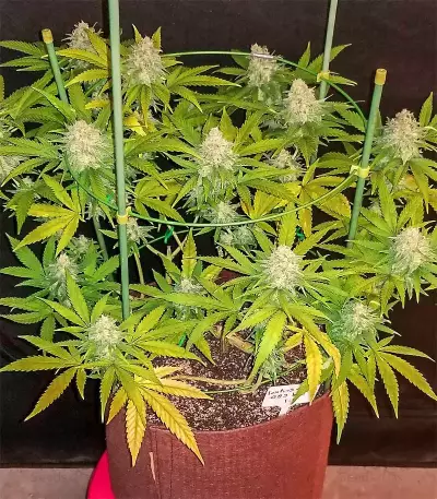 Super Critical Bud CBD Seeds