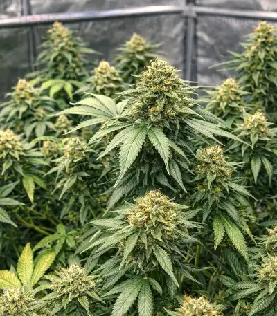 White Russian Seeds