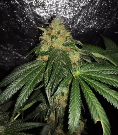 Graines de cannabis Sugar Breath (Humboldt Seeds Organization)