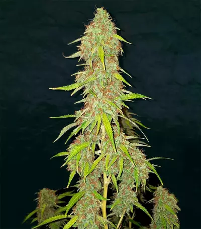White Widow Autoflower (Herbies Seeds)