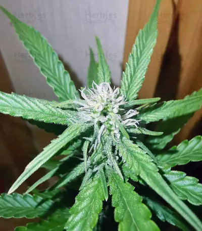 Purple Skunk Mass Seeds