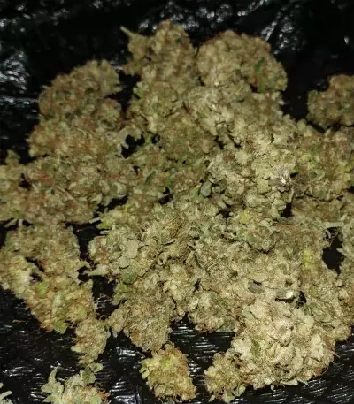 Alien OG Regular strain