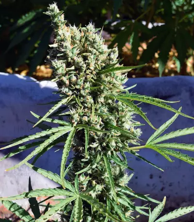 Auto Malawi x Northern Lights