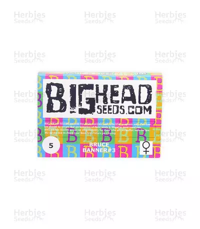 Bruce Banner #3 Seeds (Big Head Seeds)
