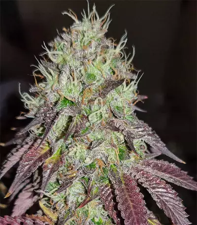 Baklava strain