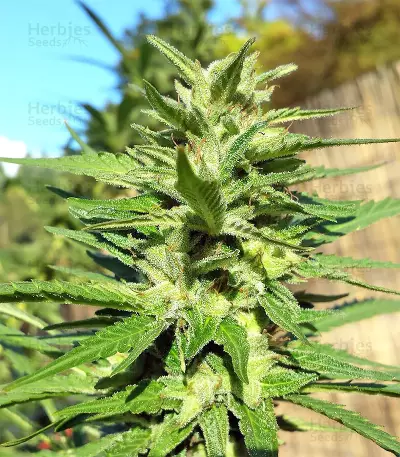 Bangi Haze x Ethiopian Seeds