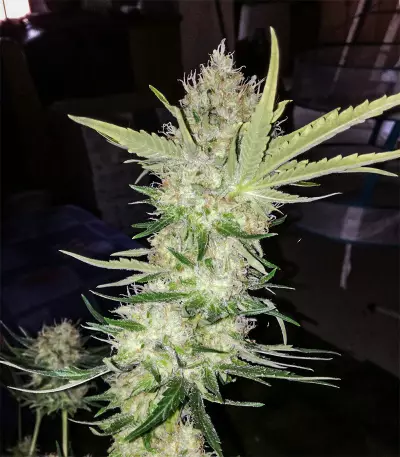 Big Bomb regular (Bomb Seeds)