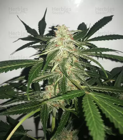 Buddha Deimos Auto Regular seeds