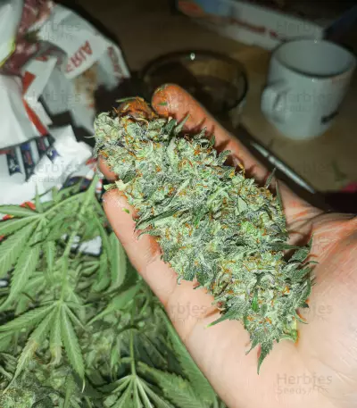 Buddha Vesta Auto Seeds