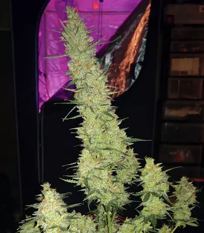Semi femminizzati Cherry Bomb Auto